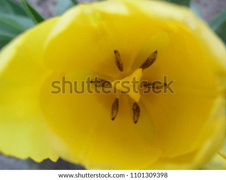spring flowers yellow tulips with stamens