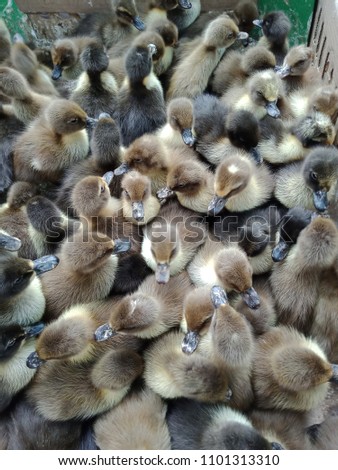 Many fluffy, adorable, precocious sibling baby ducklings.