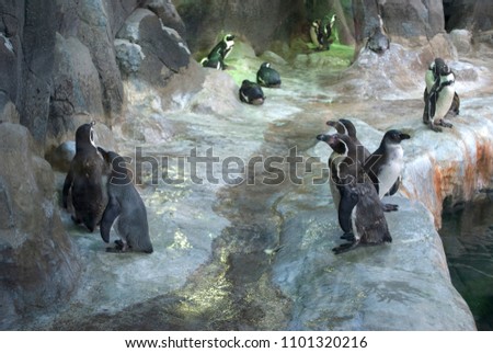 a lot of penguins on the rocks