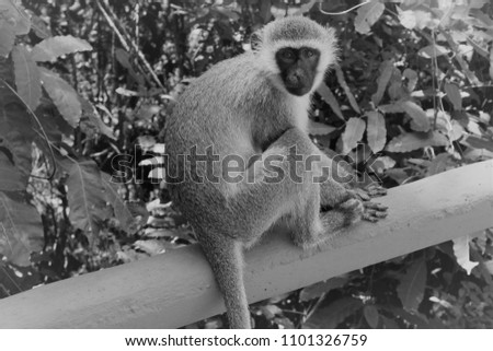 Monkey Black and White picture