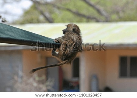 Close-up of a young Olive Baboon attempting to climb up a sloping roof at a customs check post in Serengeti, Africa