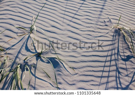 Small green plants in the sand dunes near the sea. Seashore, long shadows and texture