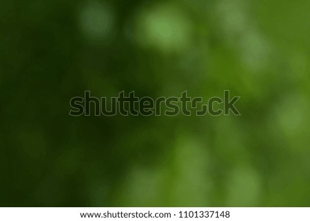 Green bokeh background in the forest. Green foliage of trees in sunlight. Backgrounds and Textures