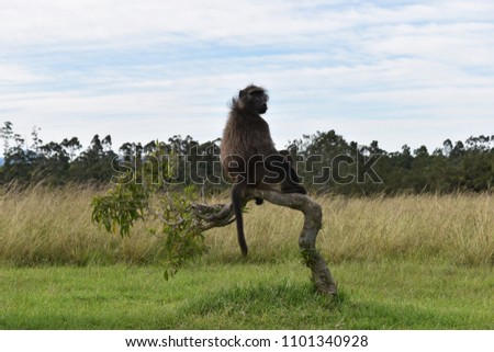 A big brown baboon is sitting on a tree branch in South Africa