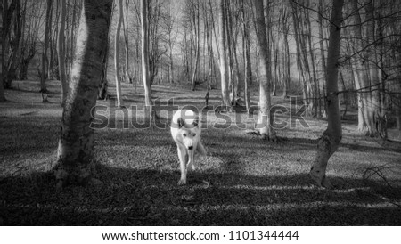 Black and white photo of wolf in the forest.