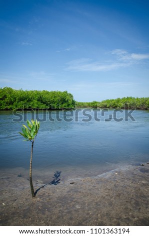 Young mangrove tree growing on muddy shore of mangrove forest of Sine Saloum Delta, Senegal, Africa