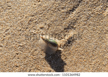 Colorful closeup of a snail (nautilus) on the beach in Wilderness in South Africa