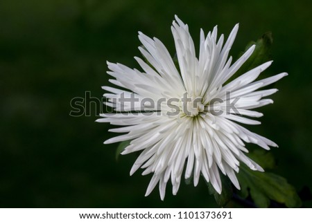 Looking down at the blossom of a beautiful white chrysanthemum flower, or “spider mum,” blooming on right side of image against a blurred green and horizontal background. Isolated closeup.