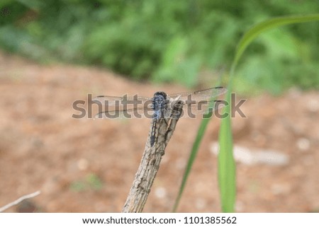 Dragonfly outdoor summer