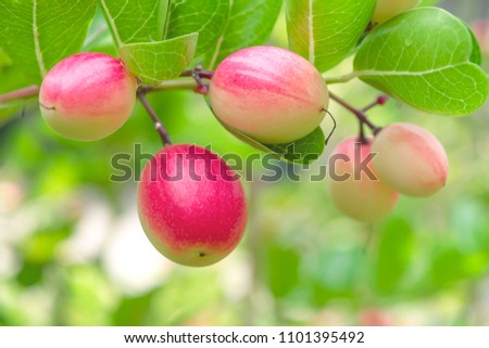Bengal Currant, Christ's Thorn fruits on tree background, herbal healthy fruits in nature, selective focus, close up
