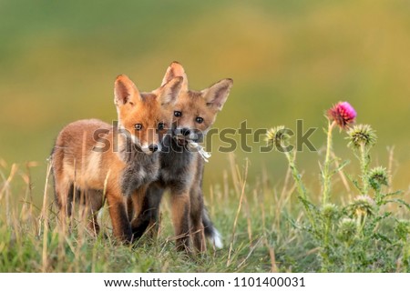 Two Little Red Fox near his hole. Vulpes vulpes Royalty-Free Stock Photo #1101400031