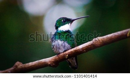 Beautiful hummingbird sitting on a brach in the jungle. Photo shot at Iguazu