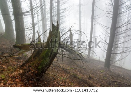 Silhouettes of tree trunks and branches in a forest by a foggy day in the french countryside with a fallen tree in the foreground.