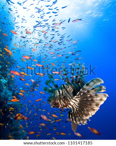 Photo of coral colony with Lionfish and group of divers. 