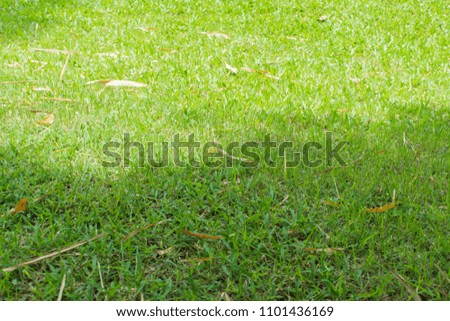 Close up of fresh spring green grass field in the garden. Landscape view of lawn park on a clear day, The green grass lawn texture background with copy space for text. The Soccer field.