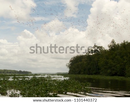 Red ibis in the Orinoco delta in Venezuela