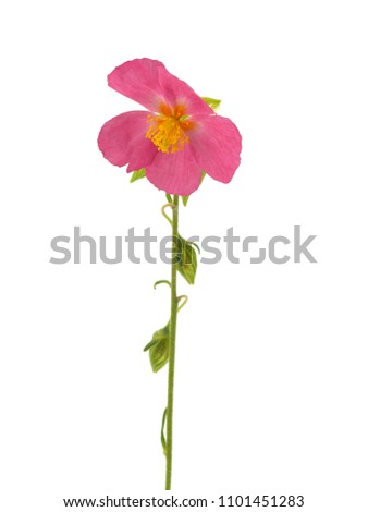 Flower of Rock-rose (Helianthemum apenninum) on white background