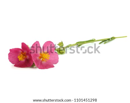 Flower of Rock-rose (Helianthemum apenninum) on white background