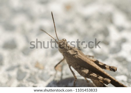 grasshopper with grey bokeh