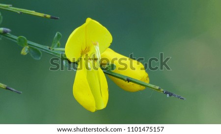 Yellow  Genista  is a genus of flowering plants in the legume family Fabaceae.