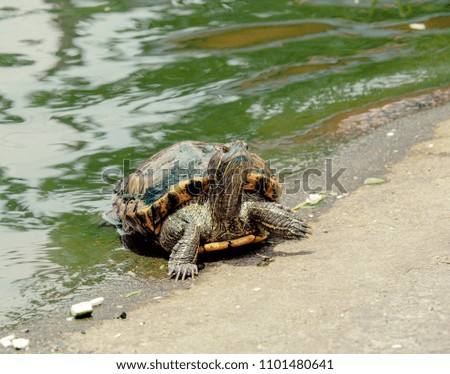 The turtles crawl from the pond.