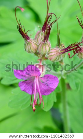 pretty purple flower