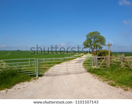 a limestone farm track with metal gates near a mature ash tree and hawthorn hedgerow with wheat fields and wildflowers under a blue sky in the Yorkshire Wolds near Warter