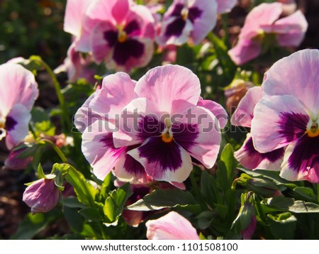 Garden pansy (Viola wittrockiana syn Viola tricolor var. hortensis)
