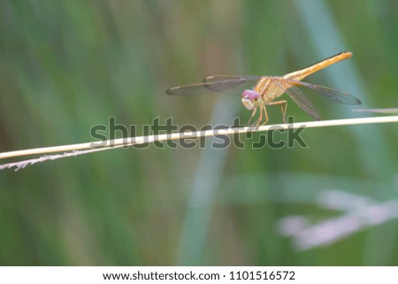 The picture of a vary beautiful dragonfly. The colors on dragonfly were very beautiful on a blurred background.