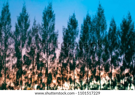 Blurred abstract of pine trees with sunset background.