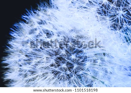 Blow ball of dandelion plant with fluff and seeds on blue background.  Close-up of beautiful fluffy dandelion. Amazing parachutes of dandelion seeds in macro picture. Best for covers and backgrounds.