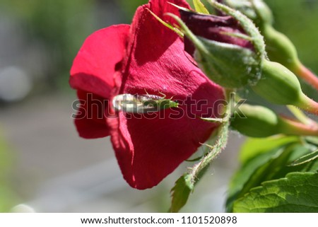red rose flower petals photo macro nature beautiful nice insect