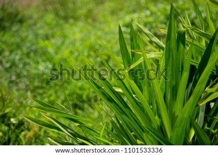Abstract green background and wallpaper