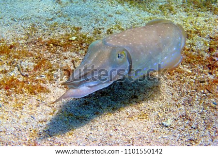 Cuttlefish on the sandy bottom. Underwater picture from scuba diving with wild animals. 