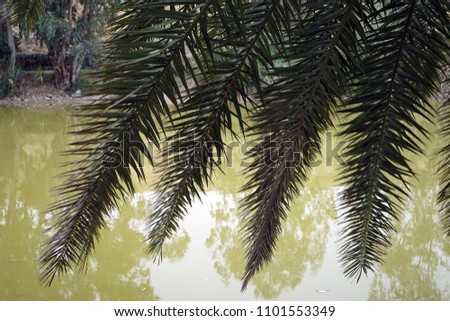 Palm tree leaves near river
