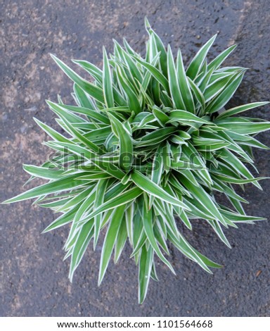 Top view of Cholorophytum comosum in a pot isolated from a cement background.
