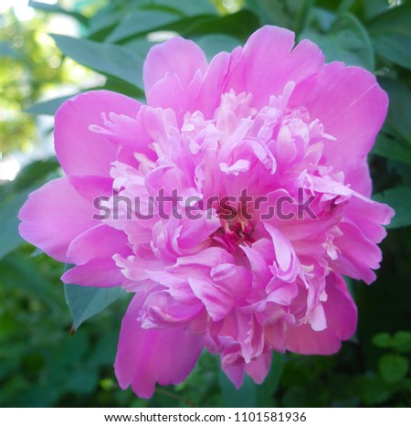 Big pink peony. Blooming flower