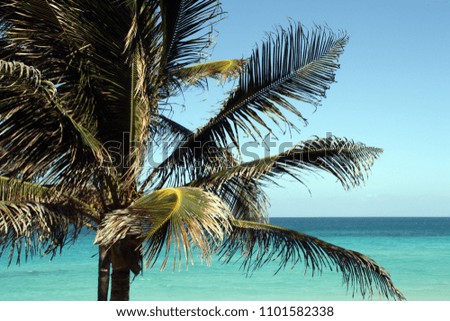 A coconut tree, Cocos nucifera, with a blue sea and sky in Varadero, Cuba.