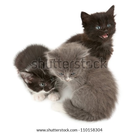 Three fluffy kittens  isolated on white background