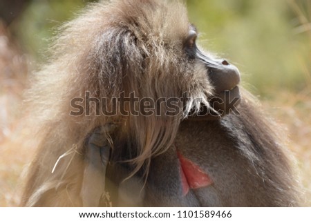 Gelada baboon chewing on the Simien Mountains in Ethiopia