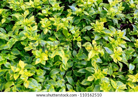 Close-up photos to a group of fresh green leaves.