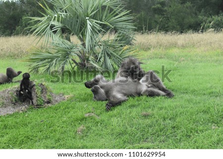 Funny brown baboons are lying on a meadow in South Africa