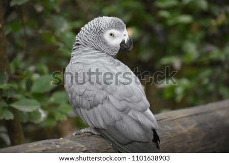Portrait of an African Grey Parrot in South Africa