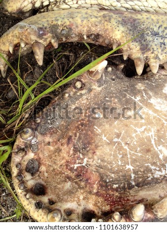 Inside the Jaws of a Gator