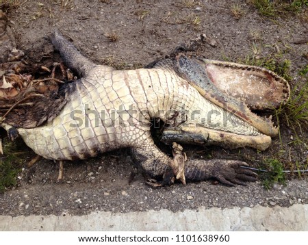 Alligator Roadkill Amazing
