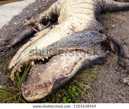 Alligator Roadkill on Street Corner