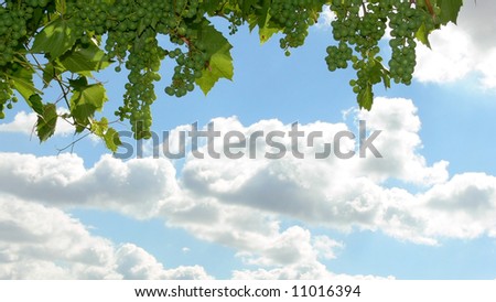 Grapes on the sky background