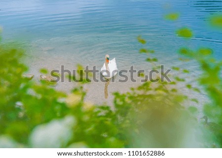 Very Beautiful and Romantic Lake. scenery  with white swan swimming in lake