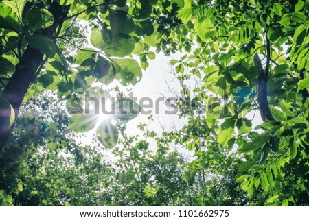 Green leaves covered with sunlight in tropical rainforest