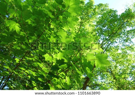 Looking up at summer blue sky through the trees branches and bright new golden green leaves. Beautiful reflection of sun shines on top leaf create colourful shade & foliage of warm weather in the park